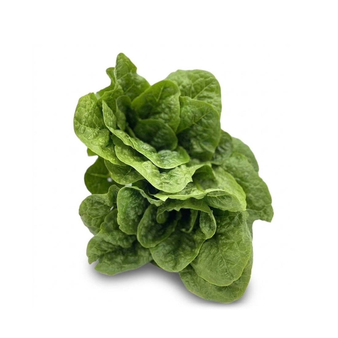 Laitue Romaine (Latuga)