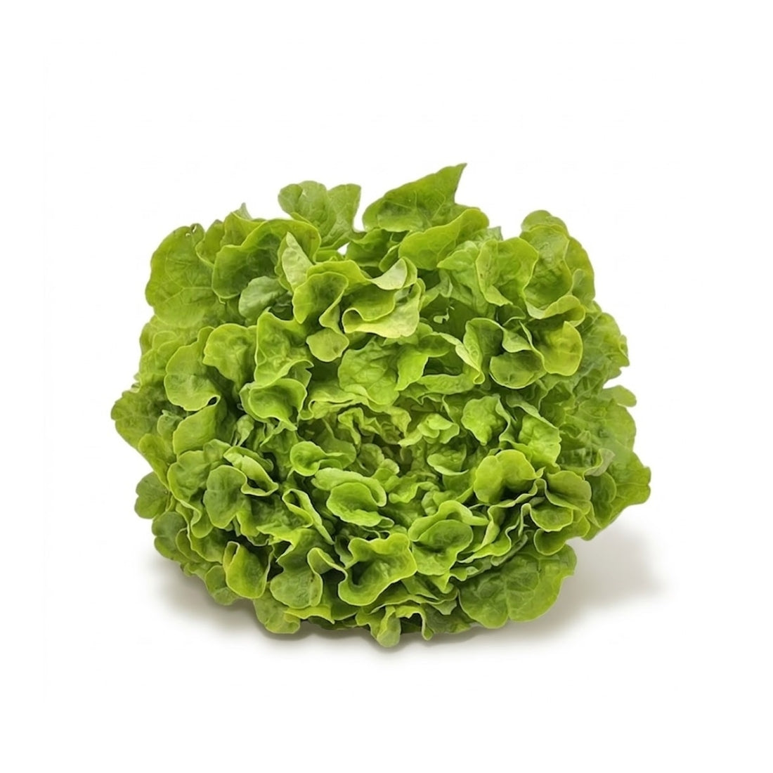 Vert feuille de chêne