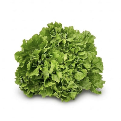 Endiviensalat