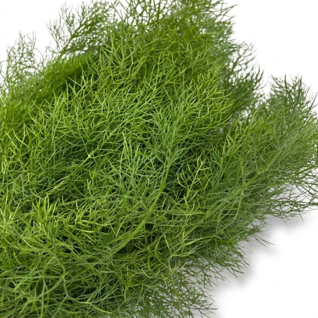 Venkel groen (500gr)