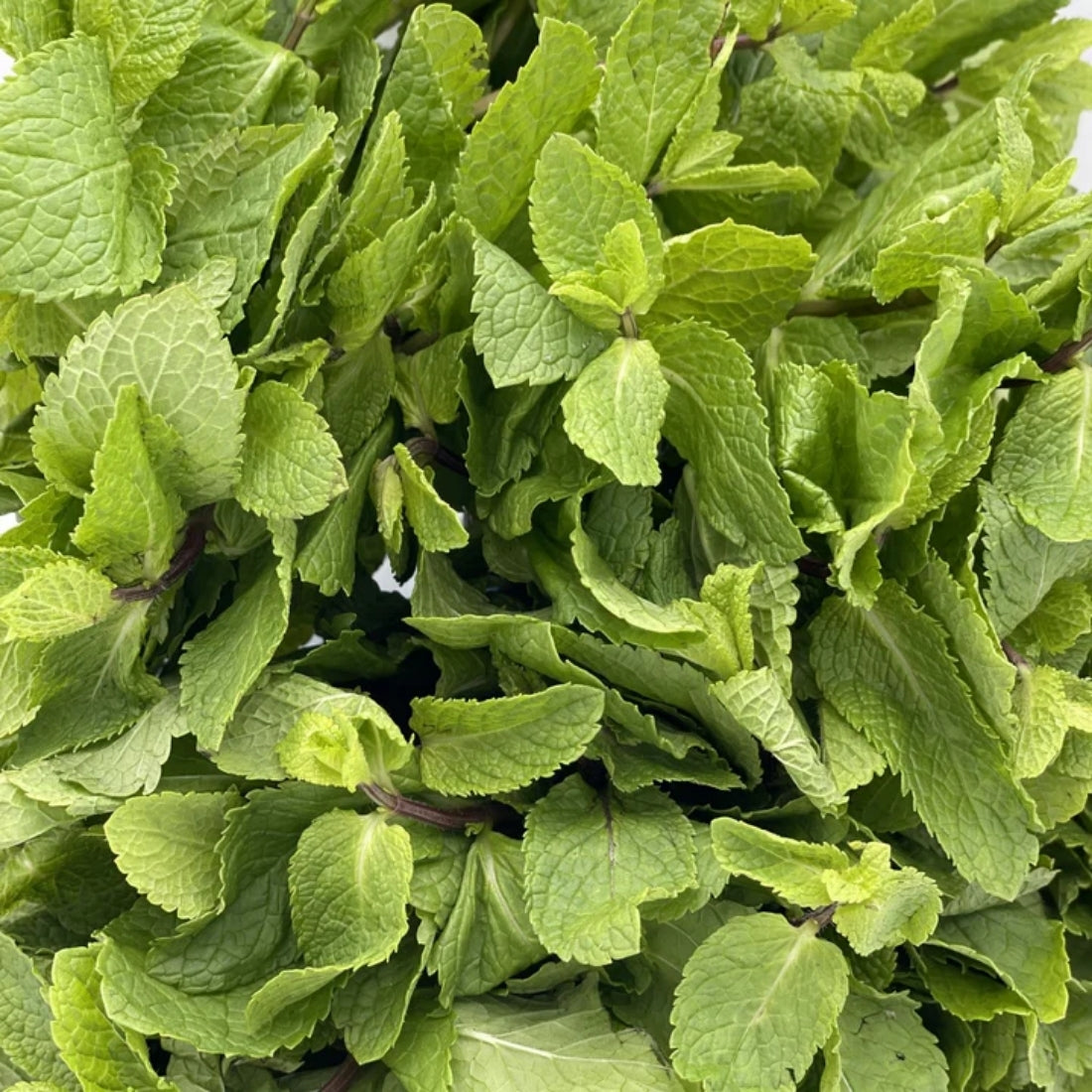 menthe