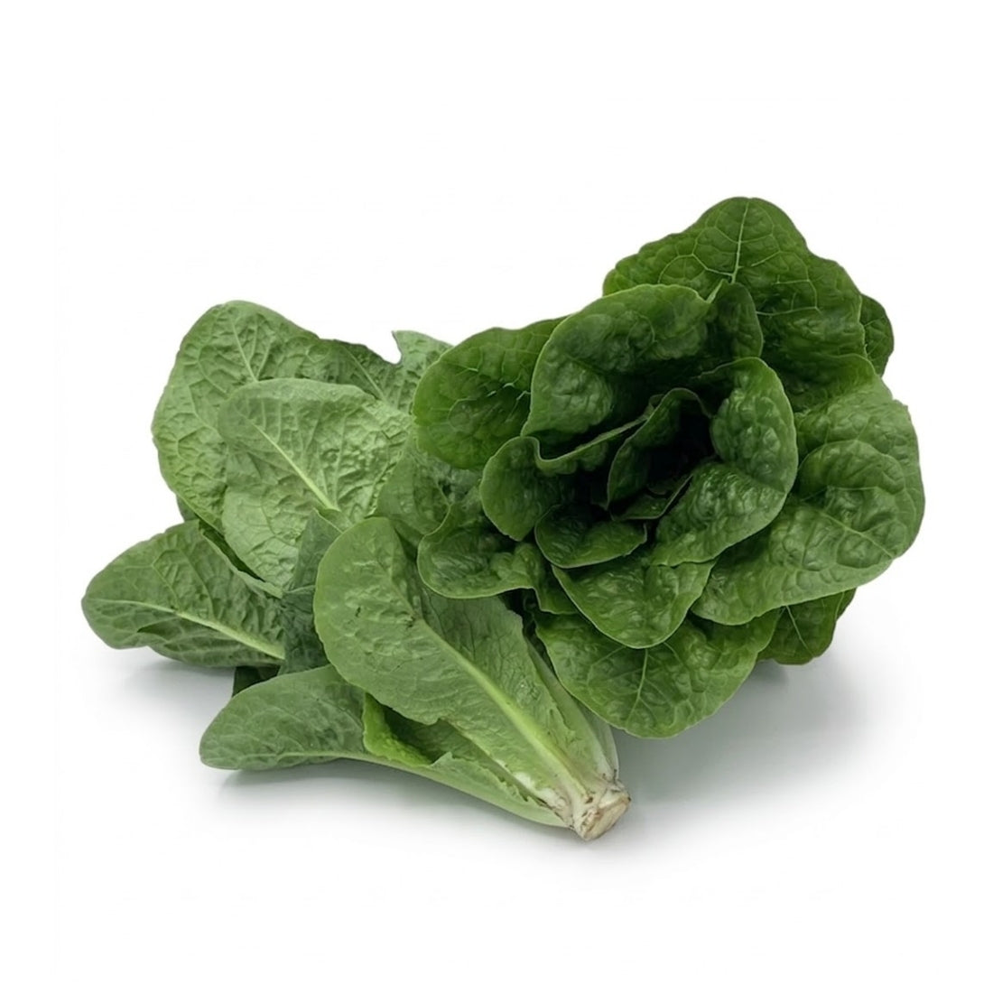 Laitue Romaine (Latuga)