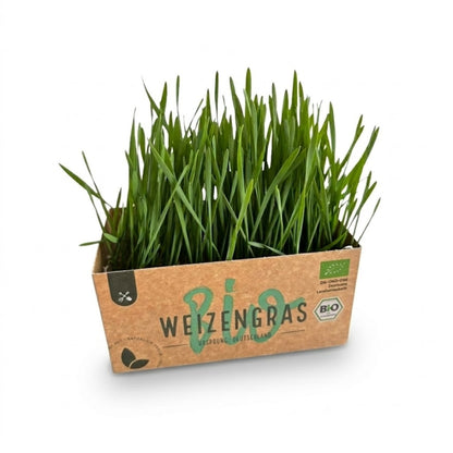 Weizengras