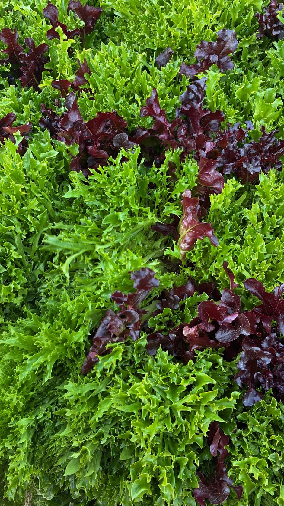 Salatmix