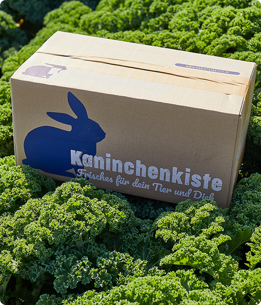 Wie aus der Idee ein Alltagspartner wurde