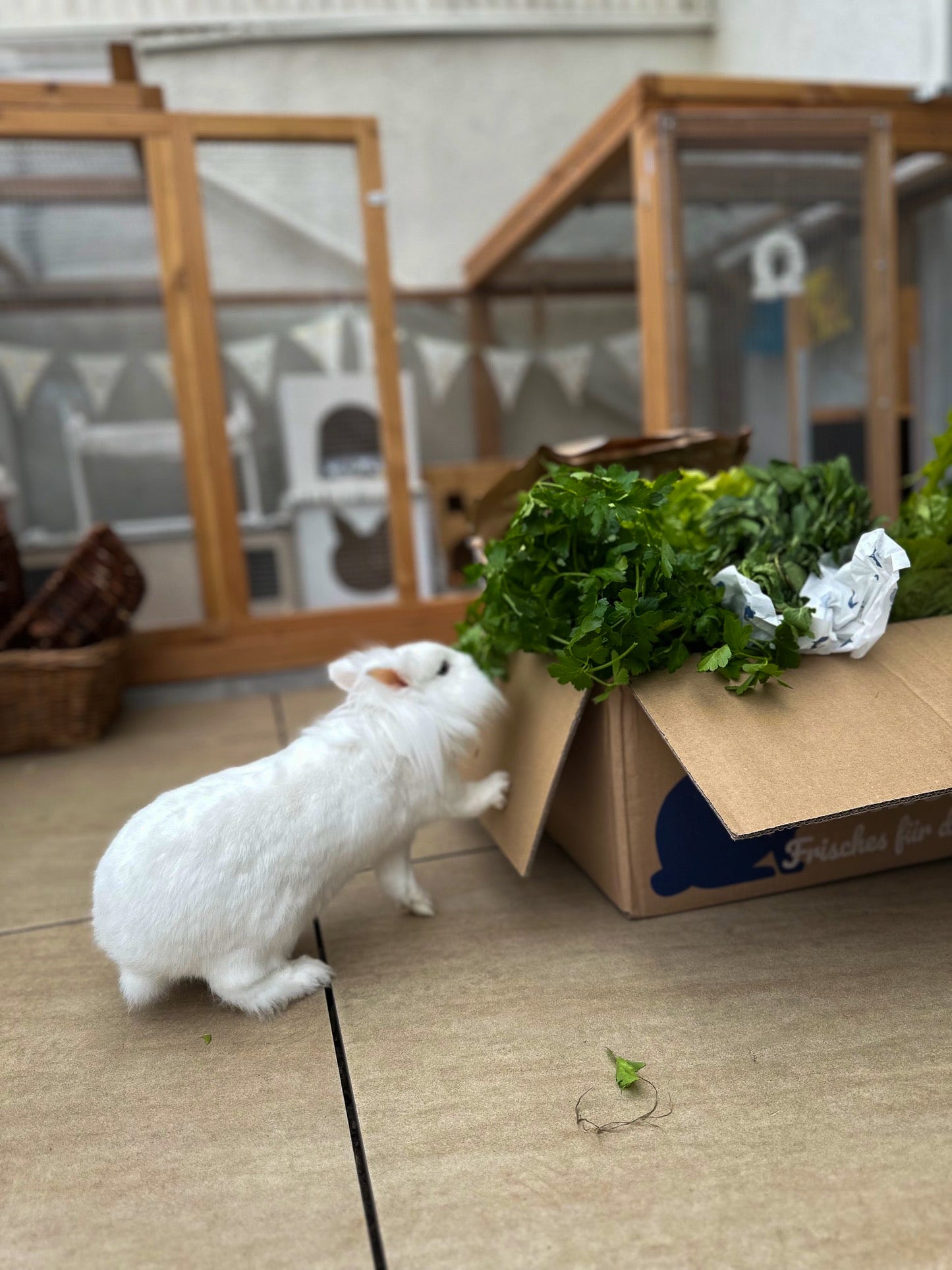 Kattis Frischekiste
