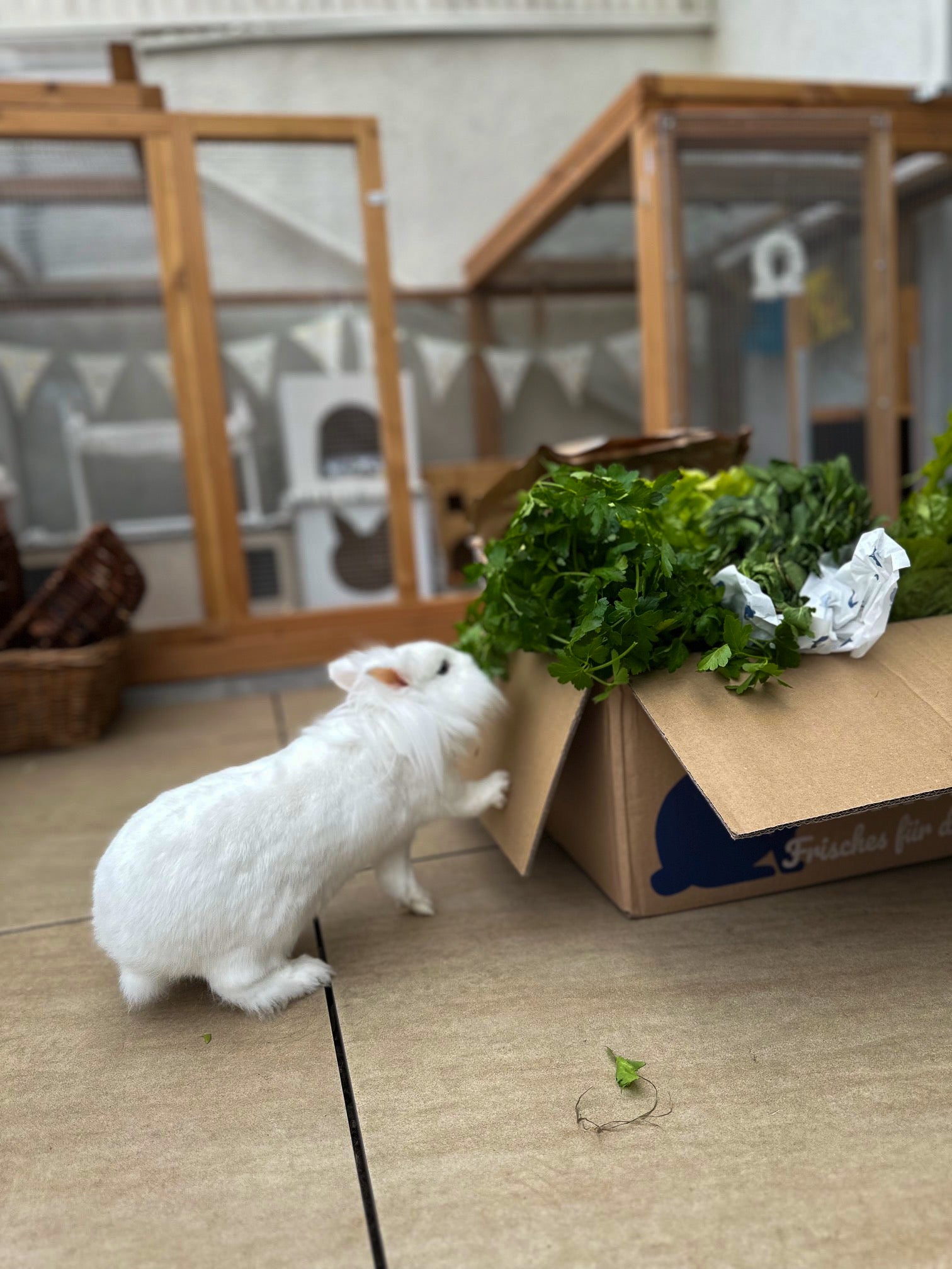 Kattis Frischekiste